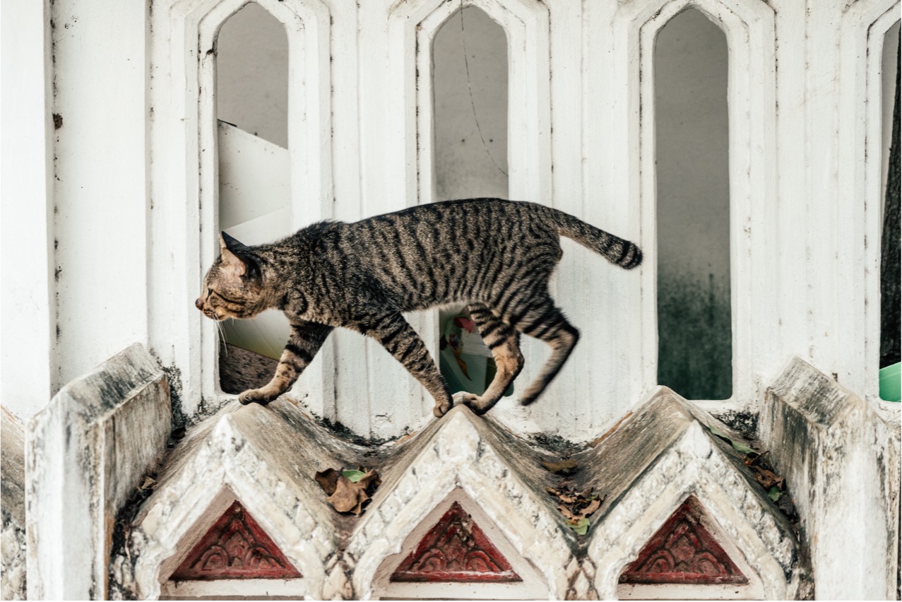 Stray cat walking outside