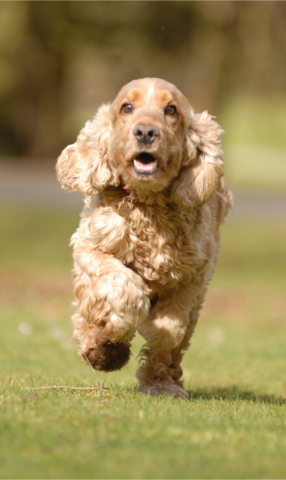 Dog running