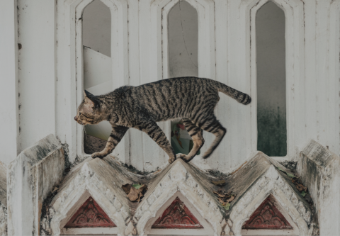 Stray cat walking in the streets