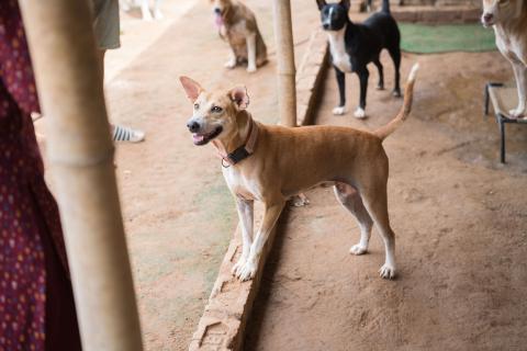 Dogs in animal shelter in Asia